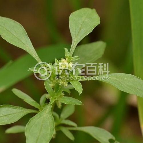 柑橘黄叶症状示例1