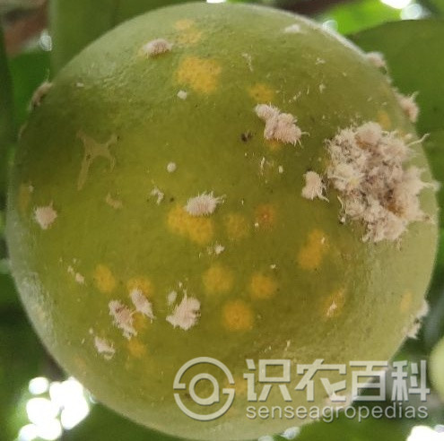 柑橘黄叶症状示例2