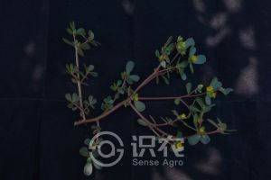 柑橘黄叶症状示例0