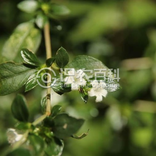 柑橘黄叶症状示例2