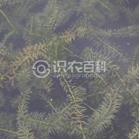 柑橘黄叶症状示例0