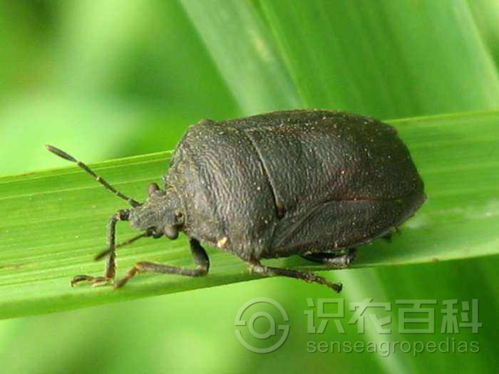 柑橘黄叶症状示例3