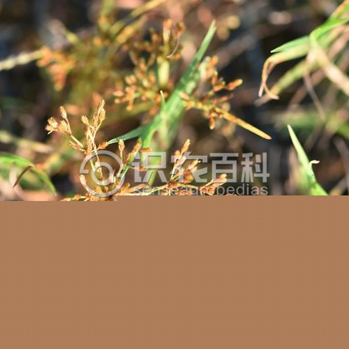 柑橘黄叶症状示例1