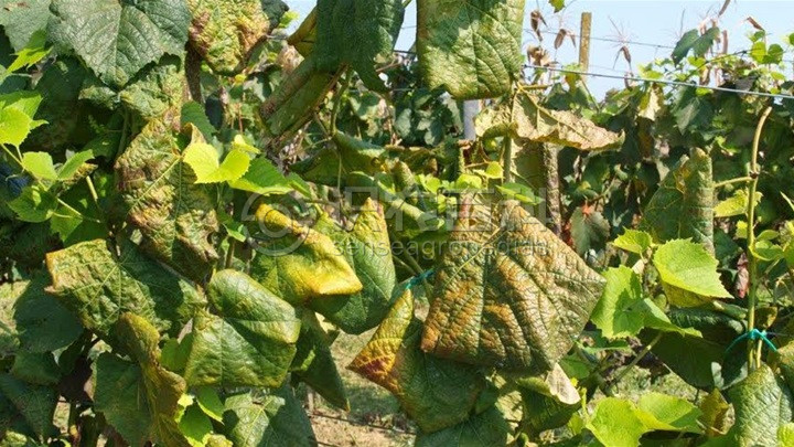 柑橘黄叶症状示例3