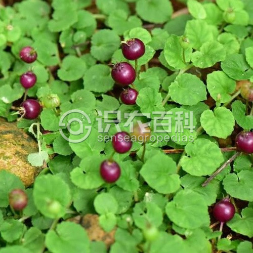 柑橘黄叶症状示例1