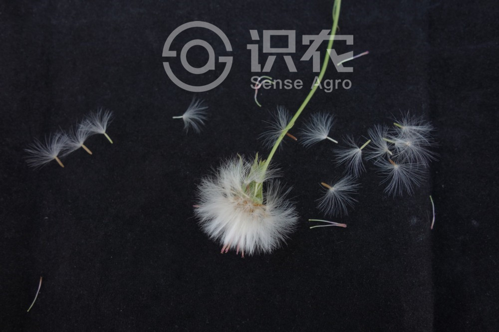 柑橘黄叶症状示例4