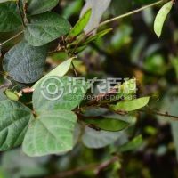 柑橘黄叶症状示例0