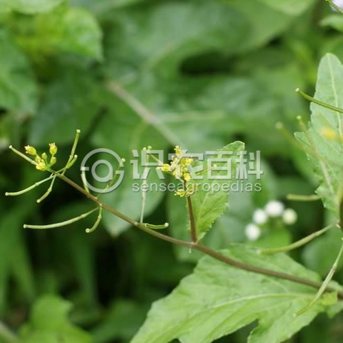 柑橘黄叶症状示例1