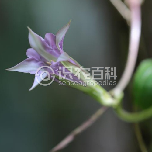 柑橘黄叶症状示例3