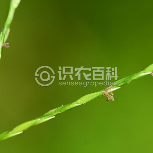 柑橘黄叶症状示例1