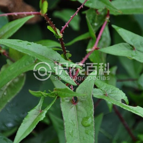 柑橘黄叶症状示例3