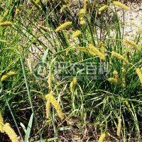 柑橘黄叶症状示例0