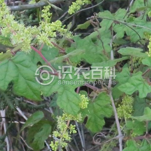 柑橘黄叶症状示例3
