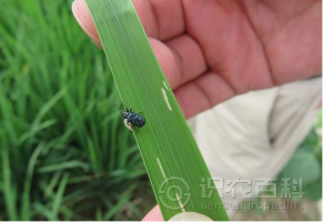 柑橘黄叶症状示例0