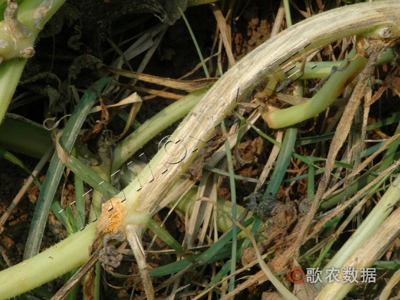 柑橘黄叶症状示例1