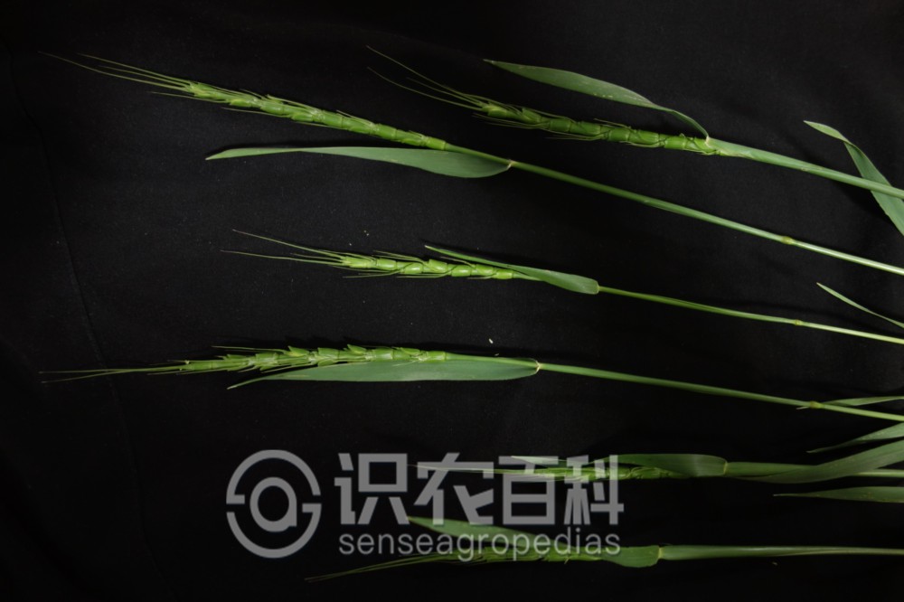 柑橘黄叶症状示例5
