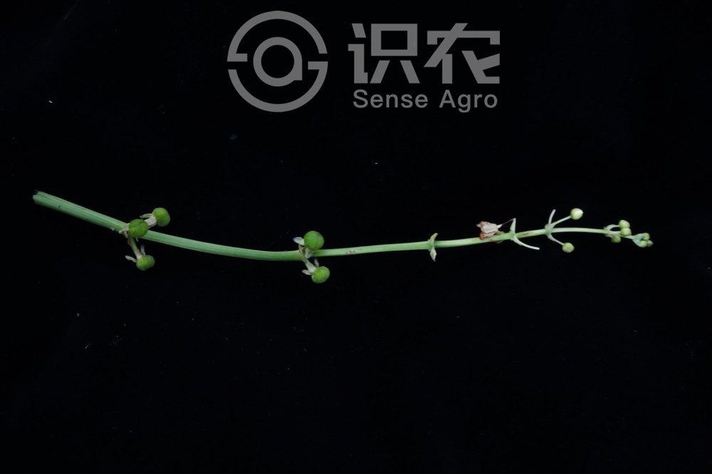 柑橘黄叶症状示例4