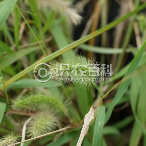 柑橘黄叶症状示例2