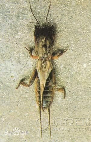 柑橘黄叶症状示例3