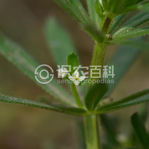 柑橘黄叶症状示例2
