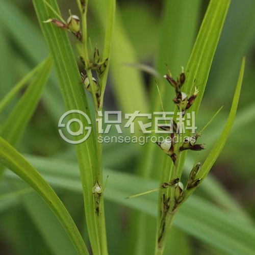 柑橘黄叶症状示例1