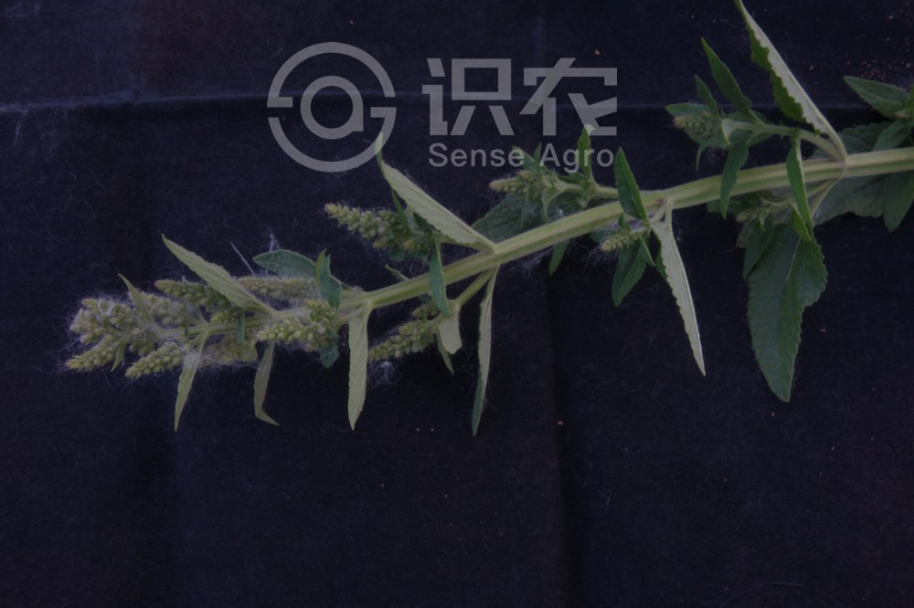 柑橘黄叶症状示例3