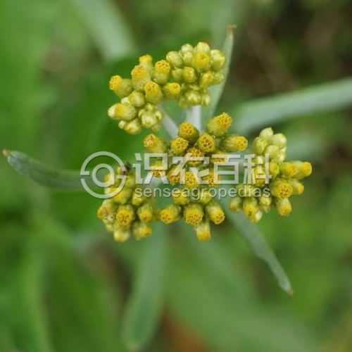 柑橘黄叶症状示例4