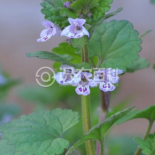 柑橘黄叶症状示例3