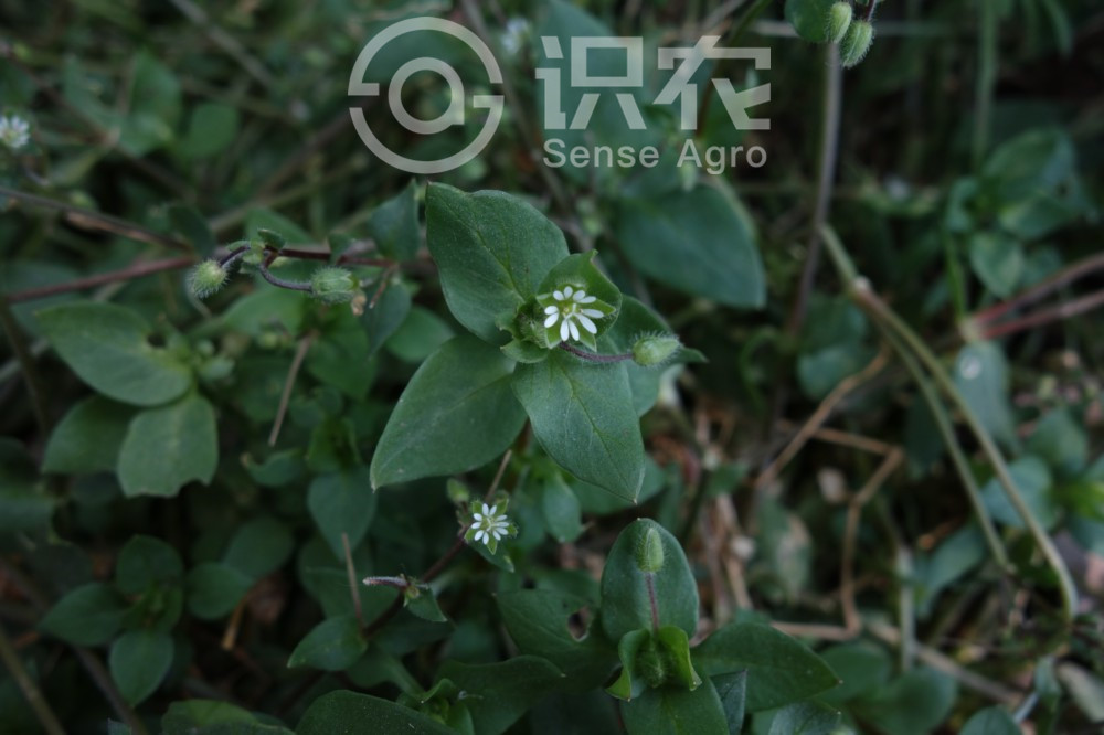 柑橘黄叶症状示例3