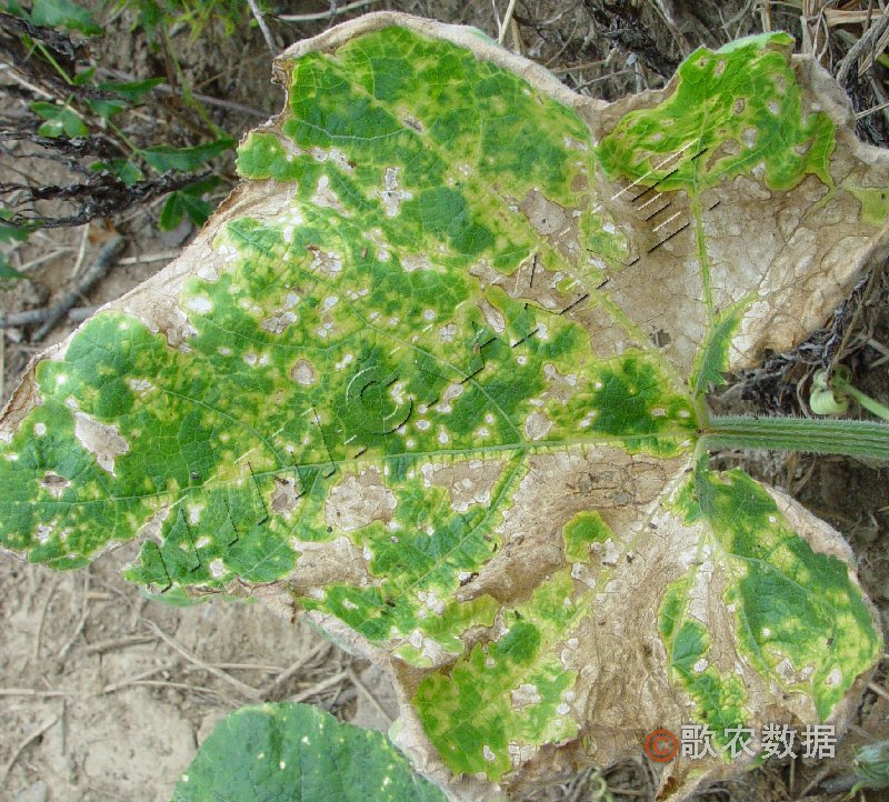 柑橘黄叶症状示例0