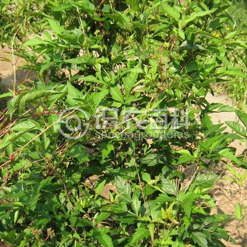 柑橘黄叶症状示例2