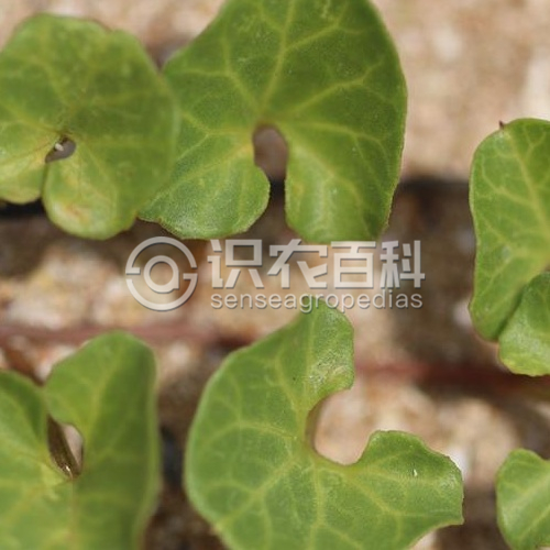 柑橘黄叶症状示例1