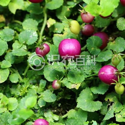 柑橘黄叶症状示例2