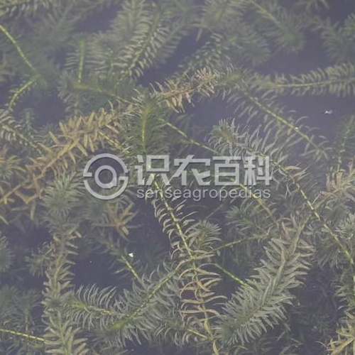 柑橘黄叶症状示例1