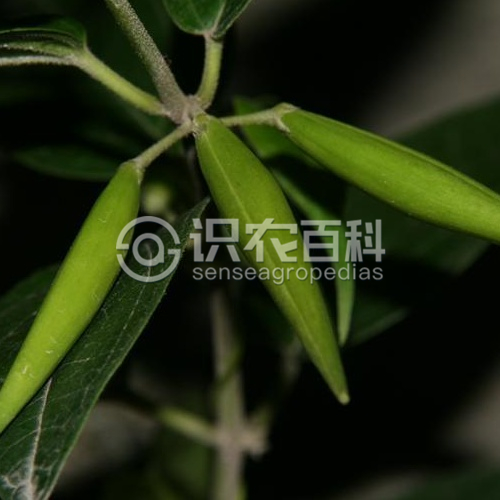 柑橘黄叶症状示例4