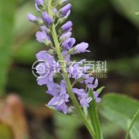 柑橘黄叶症状示例0