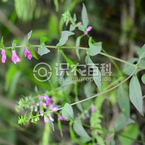 柑橘黄叶症状示例1