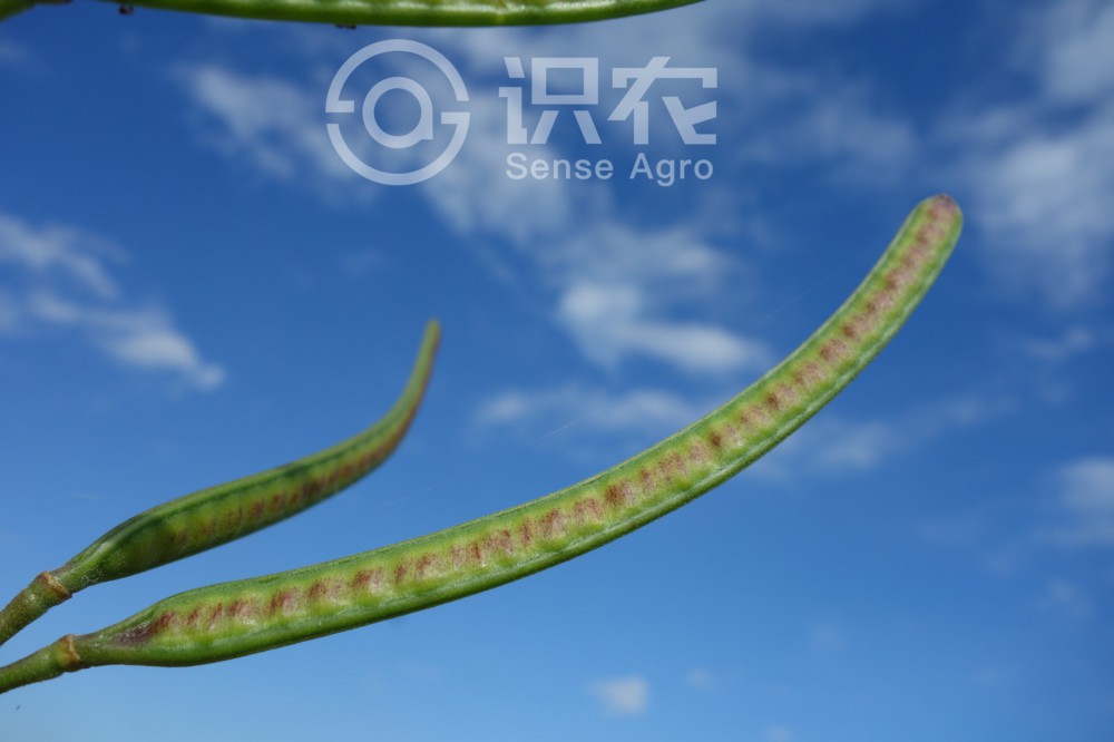 柑橘黄叶症状示例3
