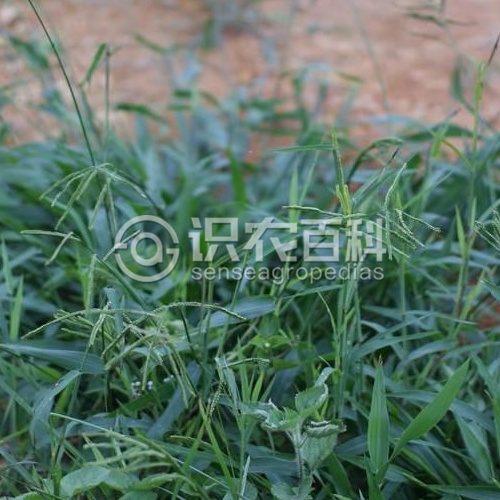 柑橘黄叶症状示例1