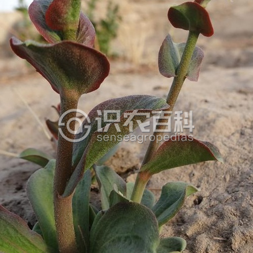 柑橘黄叶症状示例2