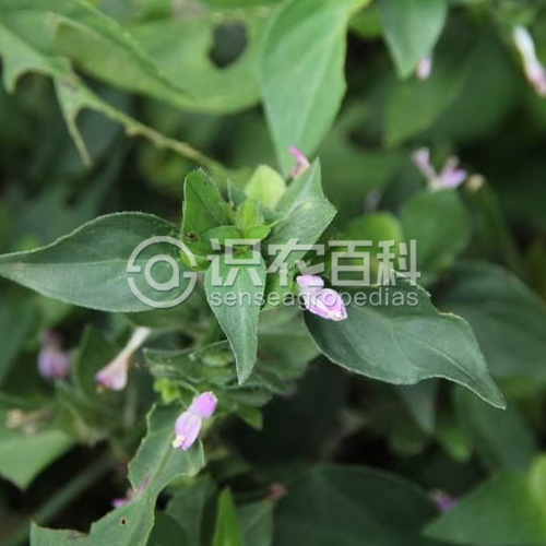 柑橘黄叶症状示例2