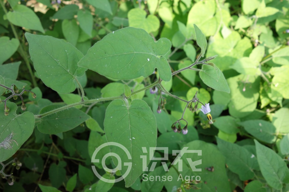 柑橘黄叶症状示例1