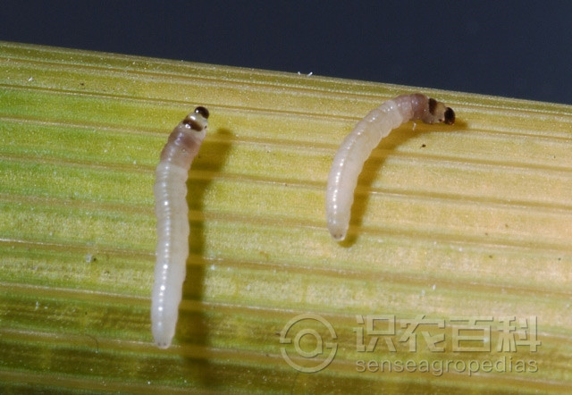 柑橘黄叶症状示例2