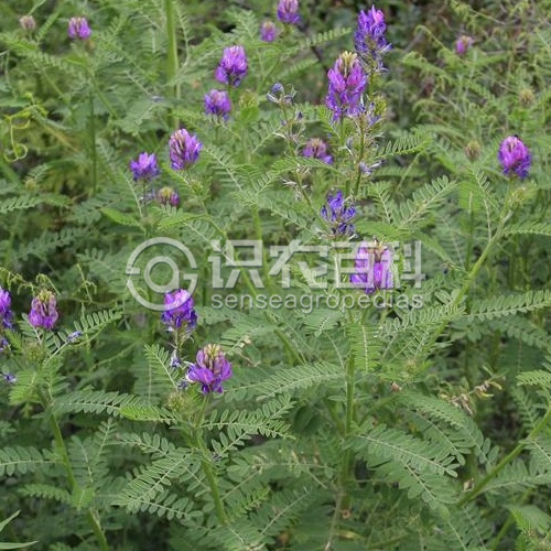 柑橘黄叶症状示例2