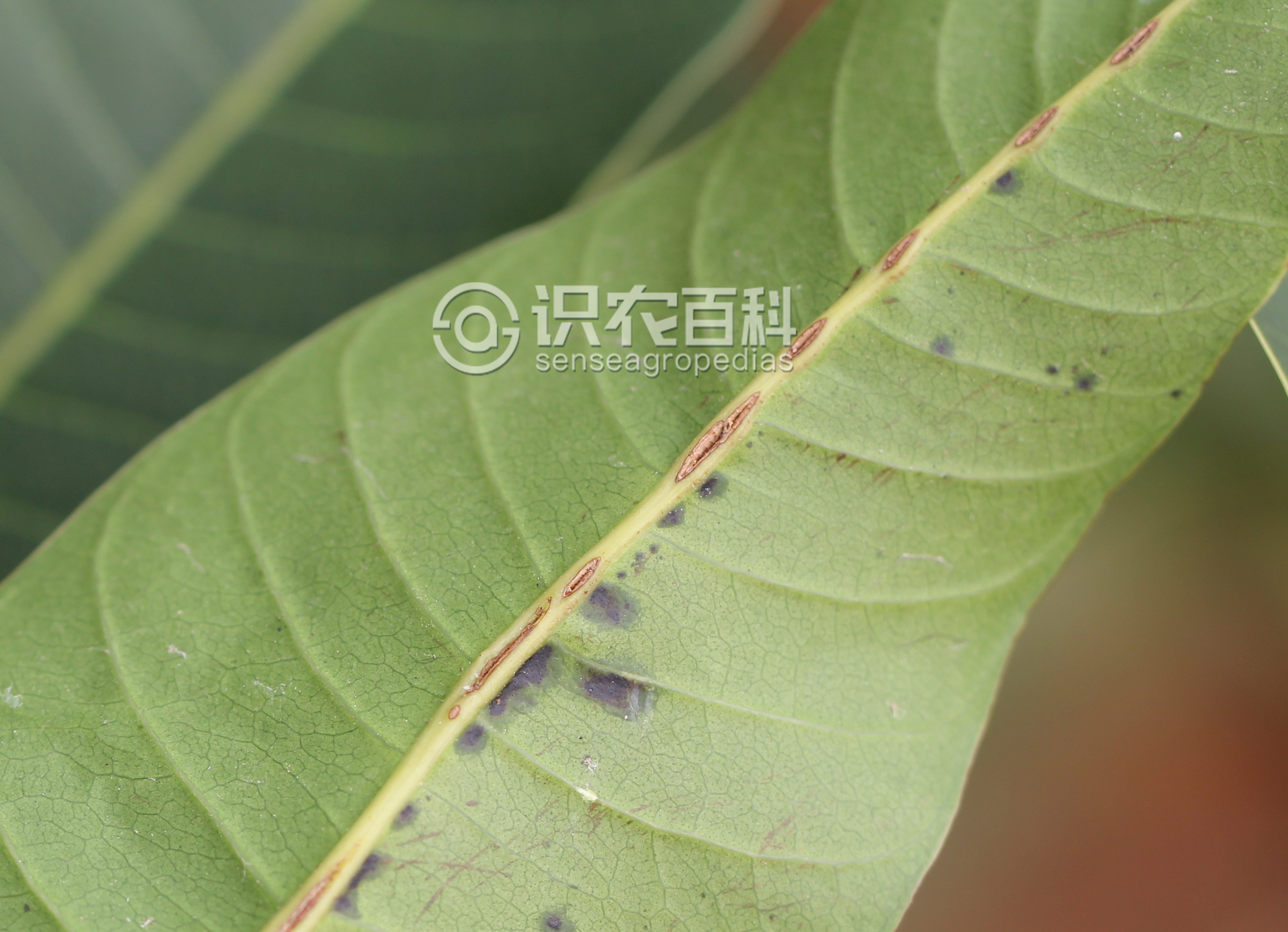 柑橘黄叶症状示例4