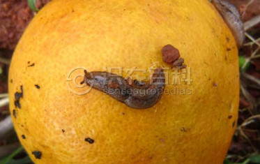 柑橘黄叶症状示例3