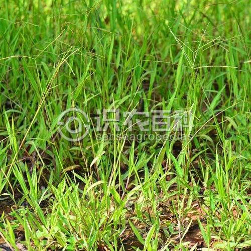 柑橘黄叶症状示例3