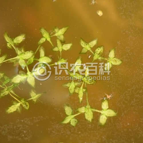 柑橘黄叶症状示例1
