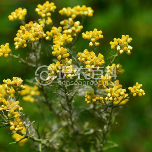 柑橘黄叶症状示例3