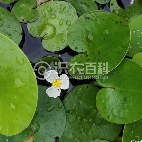 柑橘黄叶症状示例1